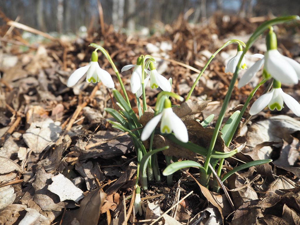 Just-take-a-look Berlin - Frühling - Frühlingsintermezzo