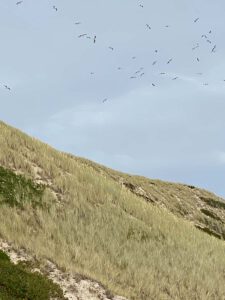 Just-take-a-look Berlin - Buhne 16 - Sylt