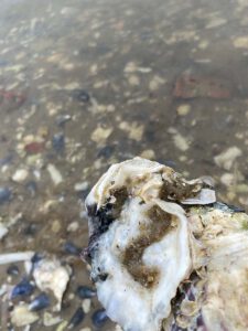 Just-take-a-look Berlin - Nordsee 3jpg